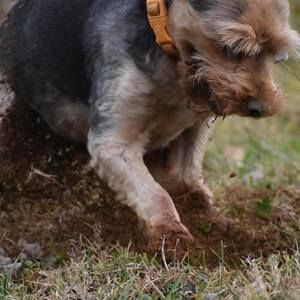 Meet your Posher, Opal